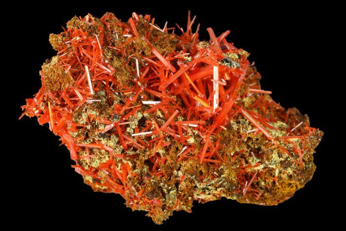 Bright Orange Crocoite Crystal Cluster - Tasmania #171631